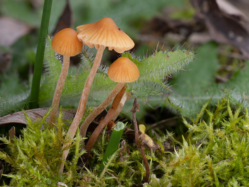 Galerina clavata